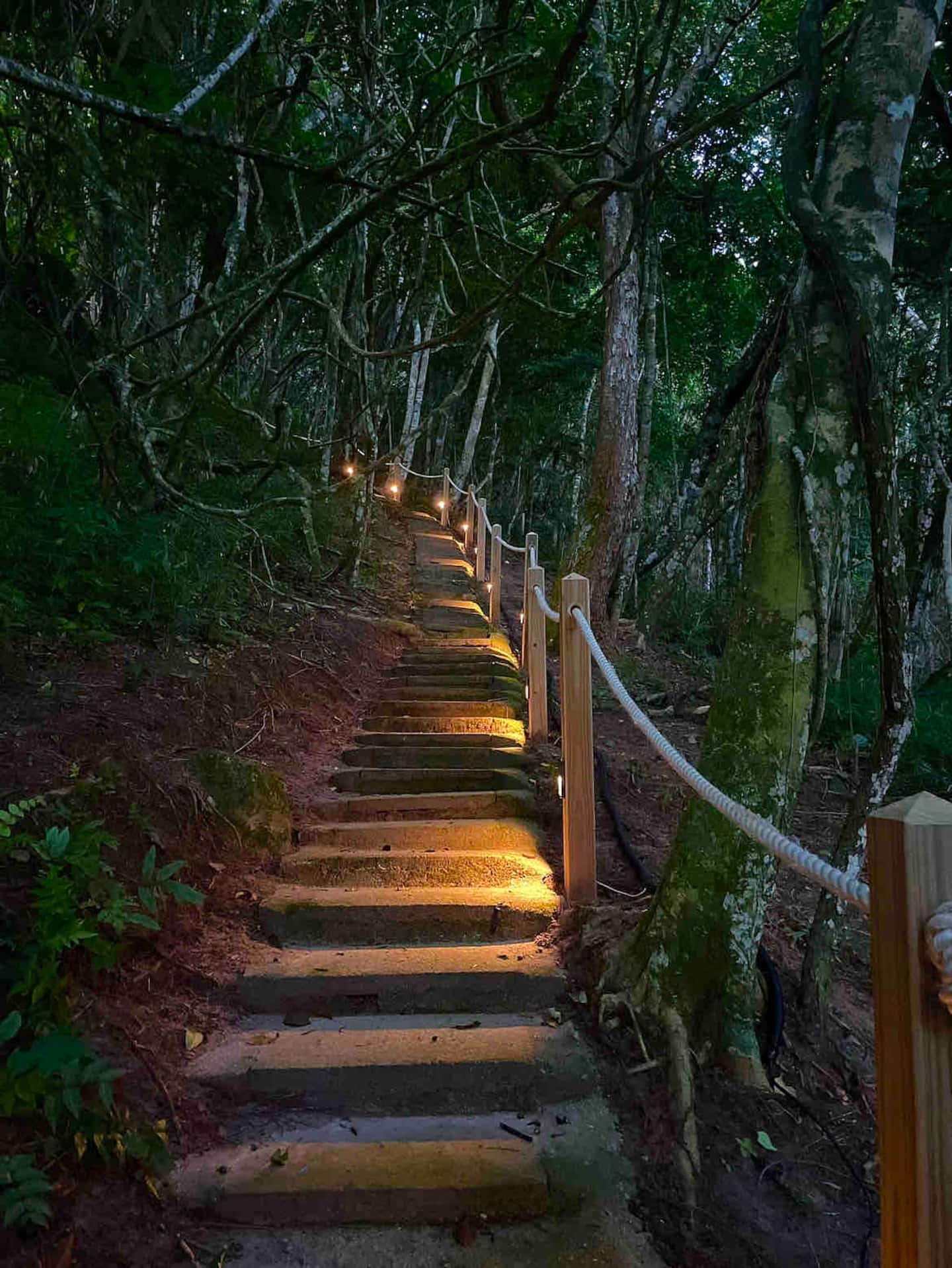 Escada iluminada descendo pela mata